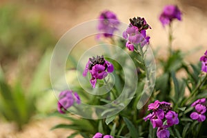 Purple wallflower plant covered in vibrant blooms