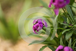 Purple wallflower plant covered in vibrant blooms