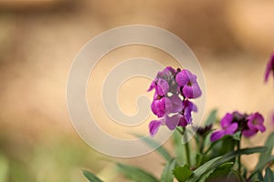 Purple wallflower plant covered in vibrant blooms