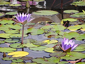 Purple water lilies