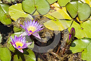 Purple water lilies, flowers and buds