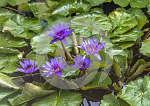 Purple Water Lilies and Green Lily Pads