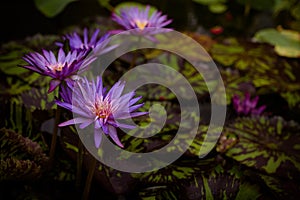 Purple water lilies and lily pads