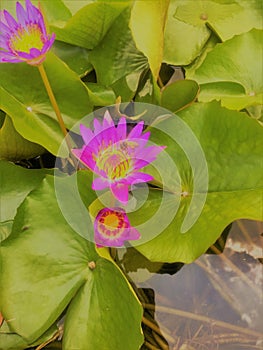 Purple Water lilies Nymphaeaceae. The plant of water lily