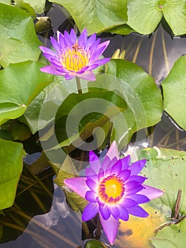 Purple Water lilies Nymphaeaceae. The plant of water lily with rose petals