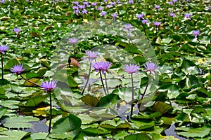 Purple water lilies - nympheae, lots of flowering beautiful blooms on pond