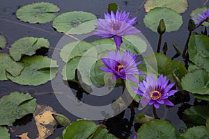 Purple Water Lilies in Rain