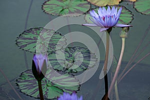 Purple water lilies rising above the water and reaching to the sun