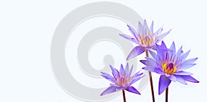 Purple water lilies, Violet lotus blooming on white background