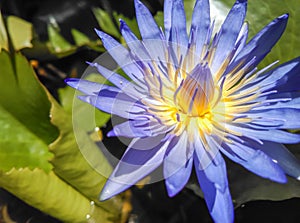 Purple water lillies