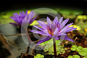 Purple Water Lillies and Pads