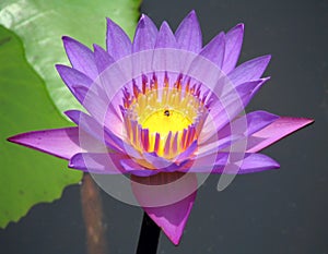 Purple water lilly