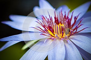 Purple water lilly with bee