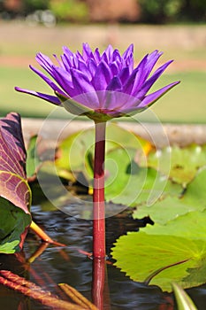 Purple water lilly blooming in morning sunlight