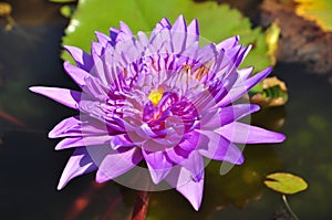 Purple water lilly blooming in morning sunlight