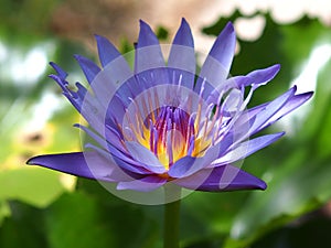 Purple water lilly