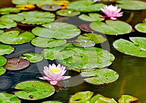 Purple water lilly