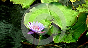 PURPLE WATER LILLY