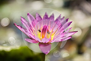 Purple water lilly