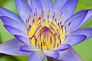 Purple water lily