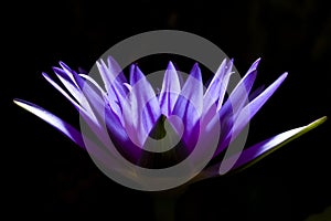 Purple water lily