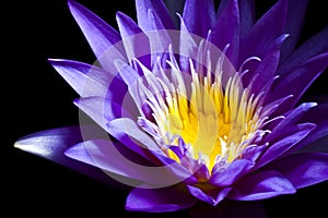 Purple water lily