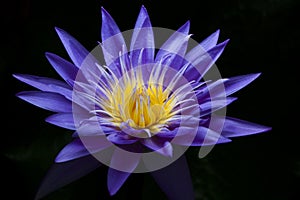 Purple water lily