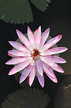 Purple water lily