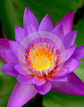 Purple Water Lily