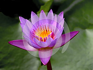 Purple Water Lily