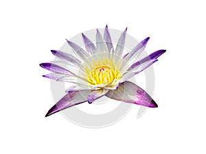 Purple water lily