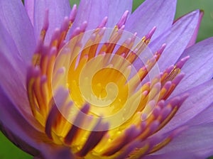 Purple Water Lily