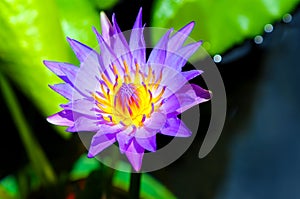 Purple water lily