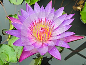 Purple water lily