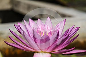 Purple water lily