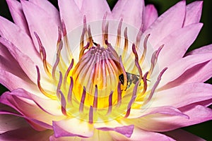 Purple water lily