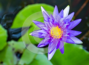 Purple Water Lily