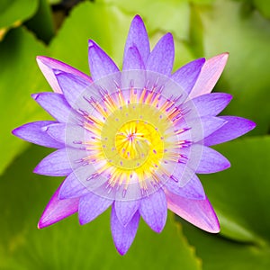 Purple water lily