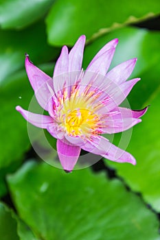 Purple Water Lily