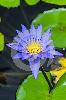 Purple water lily