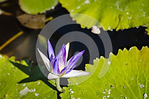 Purple water lily