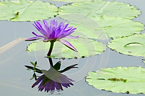 Purple water lily