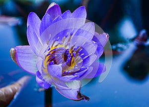 Purple Water Lily