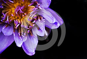 Purple water lily bloom on black background.