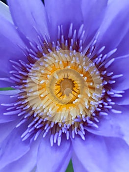 Purple water lily bloom in the pond , lotus