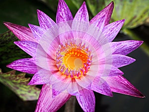 Purple Water Lily Blooming in the Garden Pond