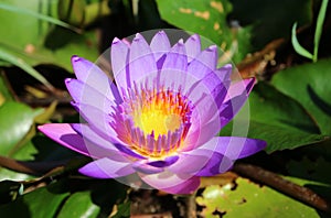 Purple Water Lily Blooming in the Sunlight