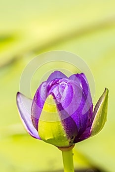 Purple water lily bud.