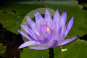 Purple water lily, close up , lotus