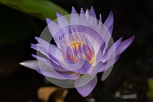 Purple water lily, close up , lotus